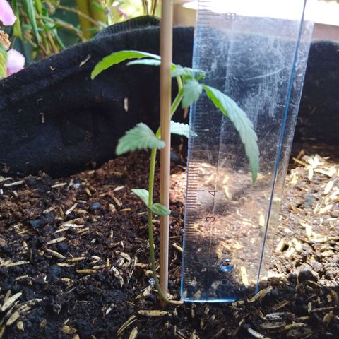 Chalupas growlog photo: La planta mide 7,8 cm y tiene dos hojas nuevas