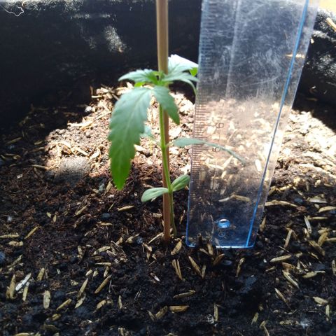Chalupas growlog photo: La planta mide 7,8 cm 
Se observan alargamiento de las hojas. La hoja mas larga mide 3 cm