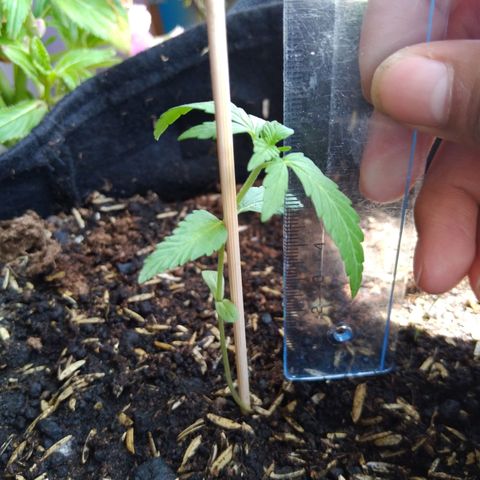 Chalupas growlog photo: Altura de la planta: 7,8 cm
Largo de la hoja mas larga: 3 cm
Numero de hojas: 4
Hojas nuevas: 2