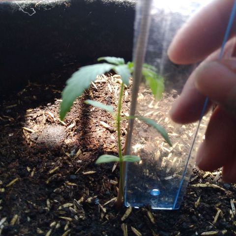 Chalupas growlog photo: Altura de la planta 6,8 cm 
Total de hojas 4
Largo de la hoja mas larga 2,8 cm
