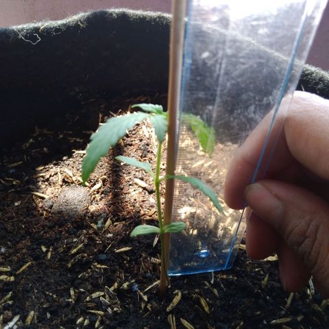 Chalupas growlog photo: Altura de la planta 6,8 cm 
Total de hojas 4
Largo de la hoja mas larga 2,8 cm