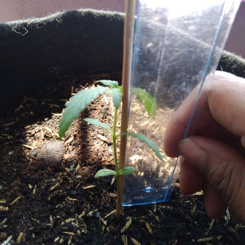 Chalupas growlog photo: Altura de la planta: 7,5
Largo de la hoja mas larga: 2,6 cm
Total de hojas:4