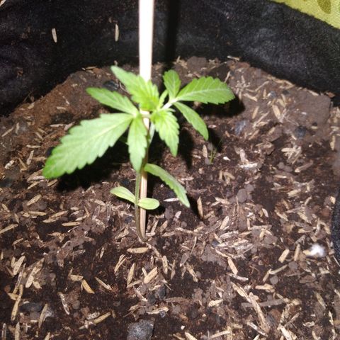 Chalupas growlog photo: Altura de la planta: 8,2 cm
Largo de la hoja: 3,1 cm
Total de hojas: 4
Hojas nuevas: 2