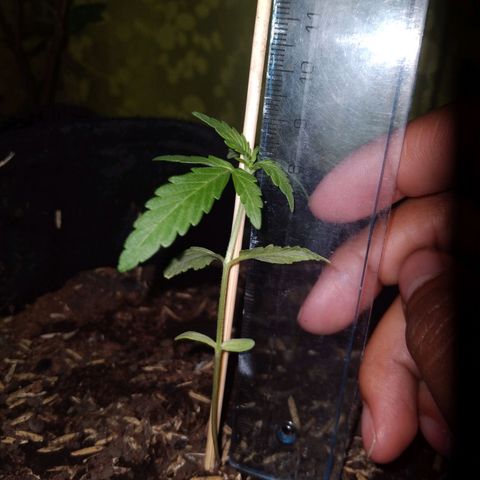 Chalupas growlog photo: Altura de la planta: 8,2 cm
Largo de la hoja: 3,1 cm
Total de hojas: 4
Hojas nuevas: 2