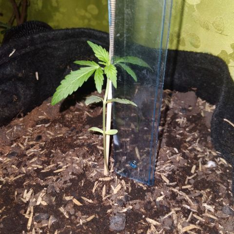 Chalupas growlog photo: Altura de la planta: 8,2 cm
Largo de la hoja: 3,1 cm
Total de hojas: 4
Hojas nuevas: 2