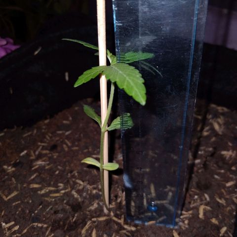 Chalupas growlog photo: Altura de la planta: 9,3 cm
Numero de hojas: 6

