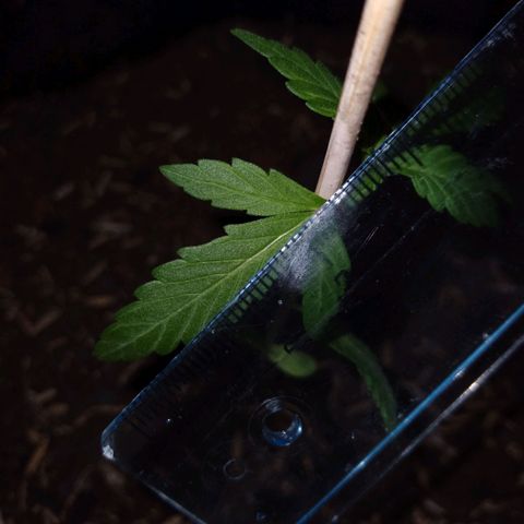 Chalupas growlog photo: Largo de la hoja 3,5 cm