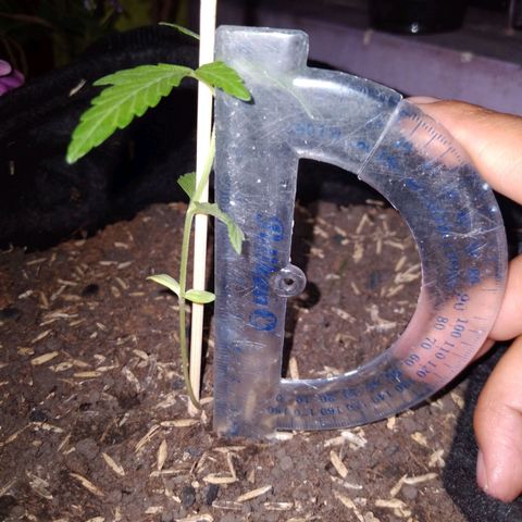 Chalupas growlog photo: Altura de la planta: 8,8 cm
Numero de hojas:4


