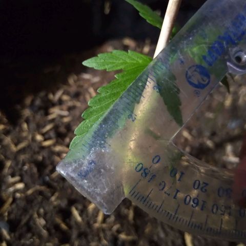 Chalupas growlog photo: Largo de la hoja 3 cm