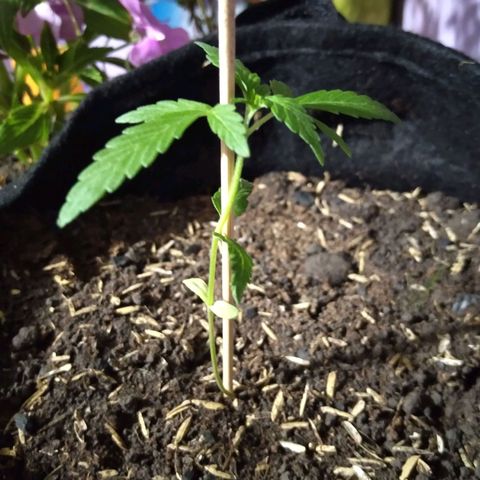 Chalupas growlog timeline photo