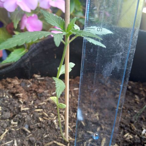 Chalupas growlog photo: Altura de la planta: 9,2 cm
Numero de hojas: 4
