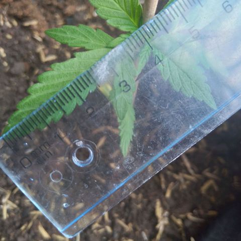 Chalupas growlog photo: Largo de la hoja 3,7 cm