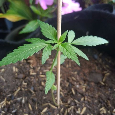 Chalupas growlog timeline photo