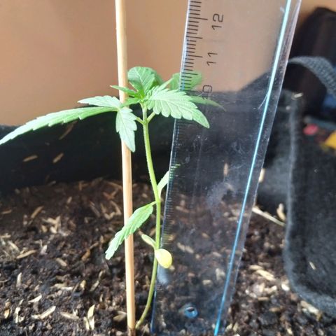 Chalupas growlog photo: Altura de la planta: 10 cm
Numero de hojas: 4
Hojas nuevas: 3