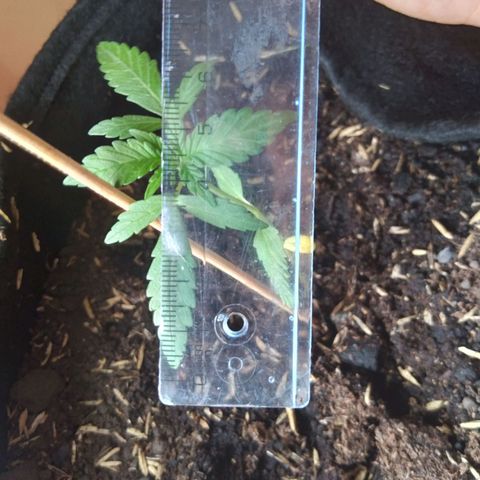 Chalupas growlog photo: Largo de la hoja: 3,5 cm