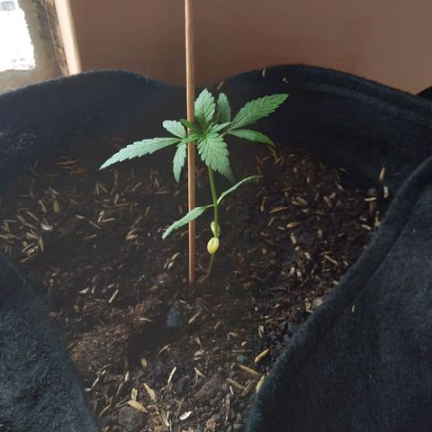 Chalupas growlog timeline photo