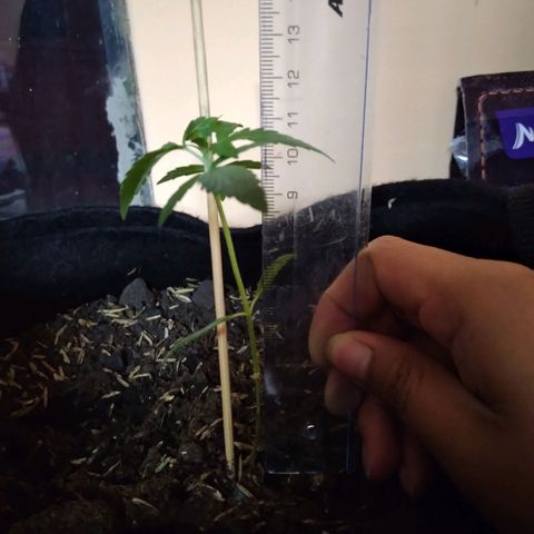 Chalupas growlog photo: Altura de la planta: 11,4cm