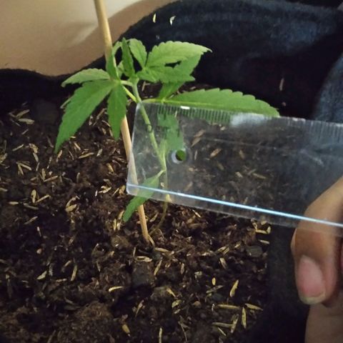 Chalupas growlog photo: Largo de la hoja: 4,3cm
Numero de hojas: 4
Hojas nuevas:2