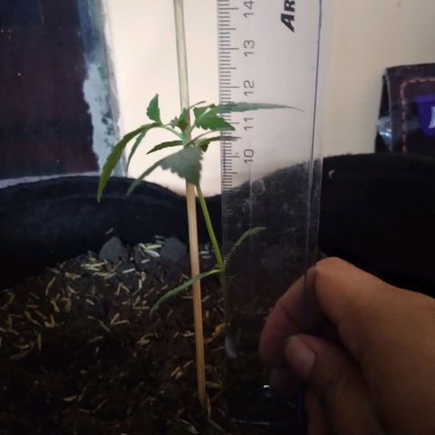 Chalupas growlog photo: Altura: 11,5 cm
Largo de la hoja: 4,3 cm
Hojas nuevas: 2
