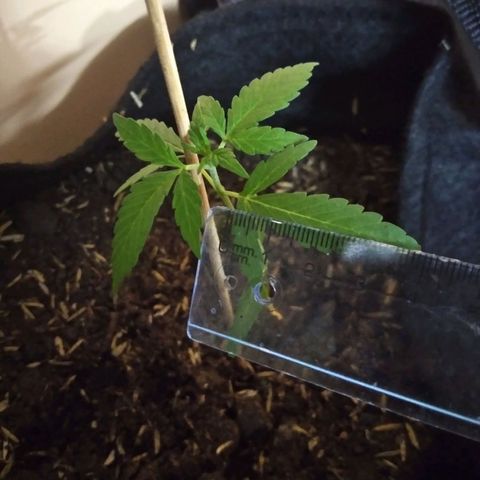 Chalupas growlog photo: Altura: 11,5 cm
Largo de la hoja: 4,3 cm
Hojas nuevas: 2