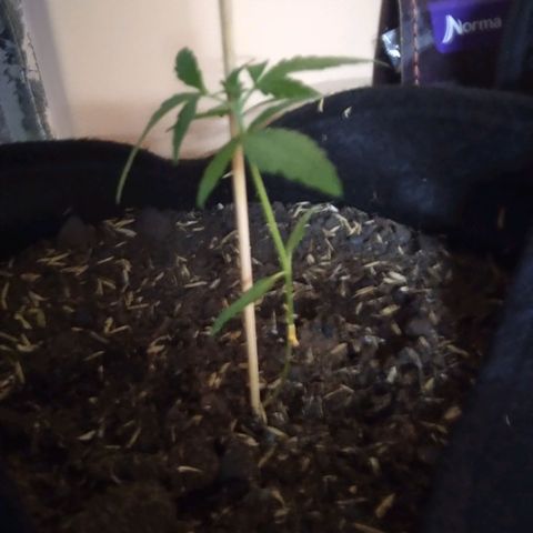 Chalupas growlog photo: Altura: 11,5 cm
Largo de la hoja: 4,3 cm
Hojas nuevas: 2