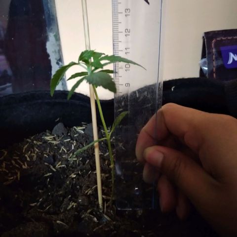 Chalupas growlog timeline photo