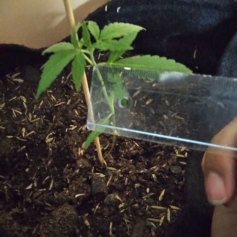 Chalupas growlog timeline photo