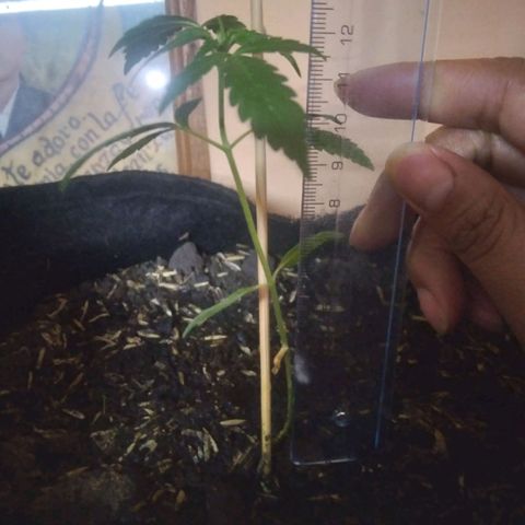 Chalupas growlog photo: Altura de la planta 12cm