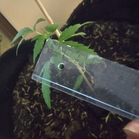 Chalupas growlog photo: Largo de la hoja 4cm
Numero de hojas 4