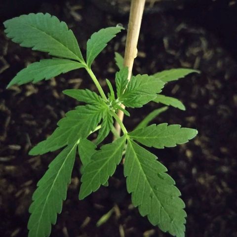Chalupas growlog photo: 2 hojas nuevas