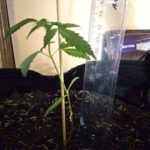 Chalupas growlog photo: Altura 11,8cm