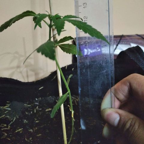 Chalupas growlog photo: Altura de la planta 11,9 cm