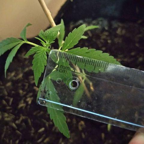 Chalupas growlog photo: Largo de la hoja 4cm