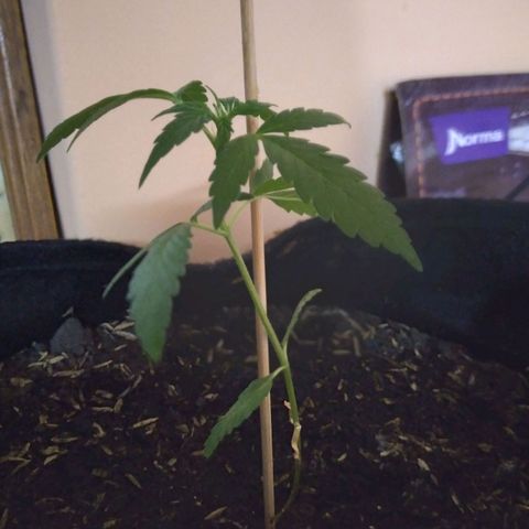 Chalupas growlog timeline photo