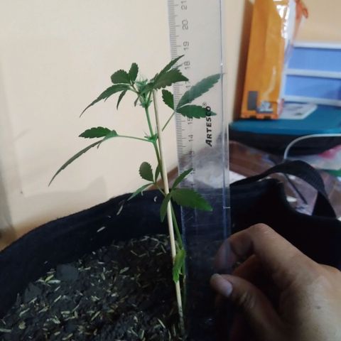Chalupas growlog photo: Altura 18,5cm
Numero de hojas 9