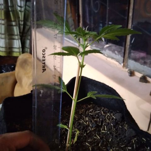 Chalupas growlog photo: Altura 18,3 cm
Numero de hojas 9