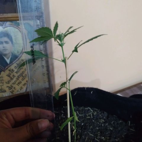 Chalupas growlog photo: Altura 18cm
Numero de hojas 9