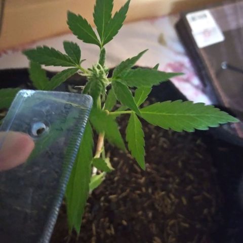 Chalupas growlog photo: Altura 18cm
Numero de hojas 9