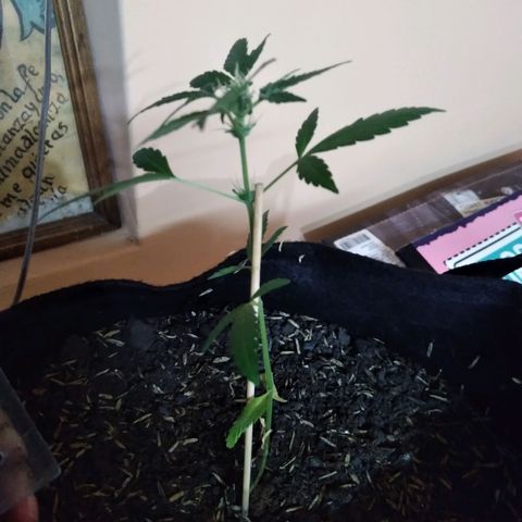 Chalupas growlog photo: Altura 18 cm
Numero de hojas 8