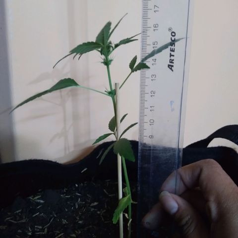 Chalupas growlog photo: Altura 18 cm
Numero de hojas 8