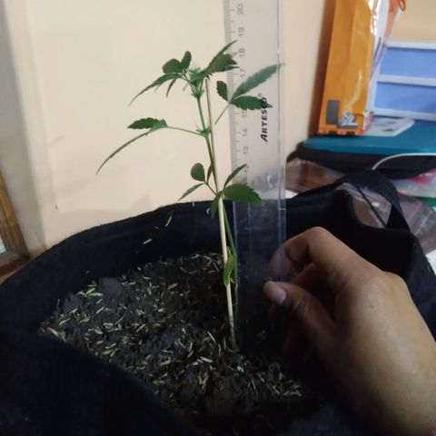 Chalupas growlog timeline photo