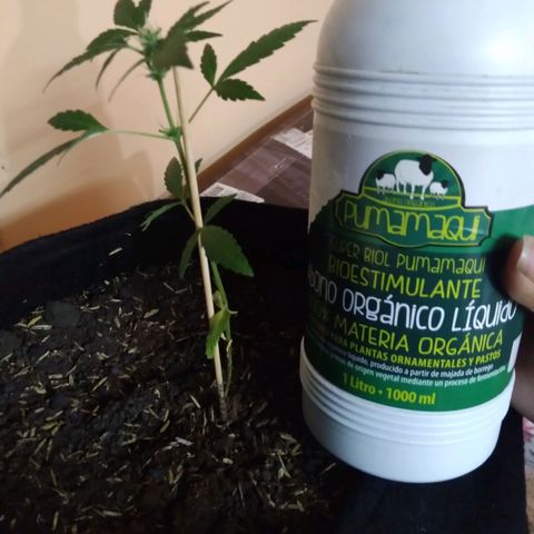 Chalupas growlog photo: Riego con bioestimulante