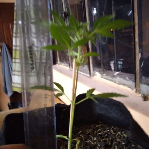 Chalupas growlog photo: Altura 17,5cm
Numero de hojas 8 cm