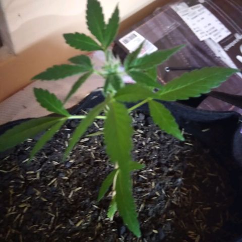Chalupas growlog photo: Altura 17,5cm
Numero de hojas 8 cm