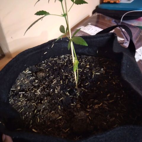 Chalupas growlog timeline photo