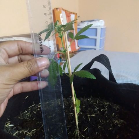 Chalupas growlog photo: Altura de la planta 17 cm
Numero de hojas 7