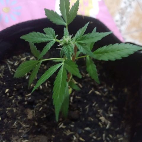 Chalupas growlog photo: Altura 16,8cm
Numero de hojas 6