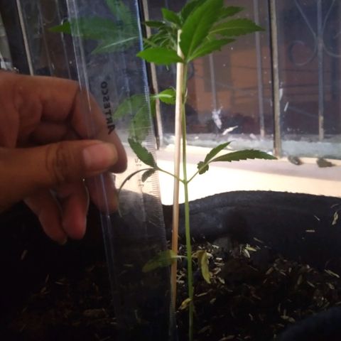 Chalupas growlog photo: Altura 16,8cm
Numero de hojas 6
