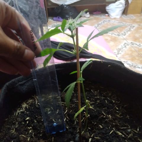 Chalupas growlog photo: Altura 16,5 cm
Numero de hojas 6 