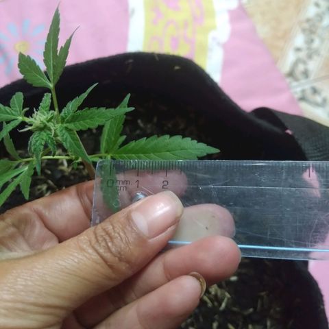 Chalupas growlog photo: Altura 16,5 cm
Numero de hojas 6 